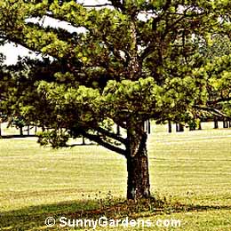 Pinus taeda, Loblolly Pine