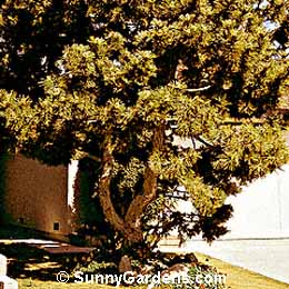 Pinus thunbergiana, Japanese Black Pine, Pinus thunbergii