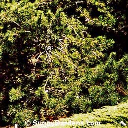 Pinus virginiana, Virginiana Scrub Pine, Jersey Pine, Spruce Pine