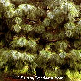 Pinus wallichiana, Himalayan White Pine, Bhutan Pine, Himalayan Pine