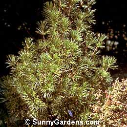 Sciadopitys verticillata, Japanese Umbrella Pine, Umbrella Pine