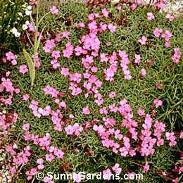 Dianthus, Carnation, Pink, Dianthus 'La Bourbille'