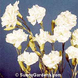 Dianthus x allwoodii, Cottage Pinks, Border Pinks, Allwood Pinks