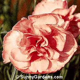 Dianthus x allwoodii, Cottage Pinks, Border Carnation, Allwood Pinks