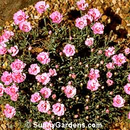 Dianthus x allwoodii, Carnation