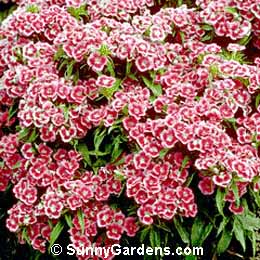 Dianthus barbatus, Sweet William, Carnation