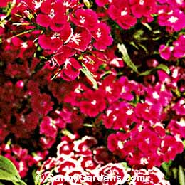 Dianthus barbatus, Sweet William, Carnation