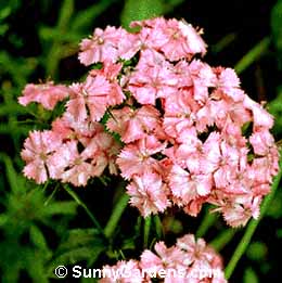 Dianthus barbatus, Sweet William, Stinking Billie, Carnation
