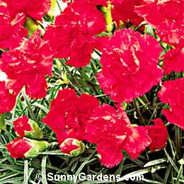Dianthus caryophyllus, Carnation, Clove Pinks