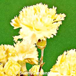 Dianthus caryophyllus, Yellow Carnation