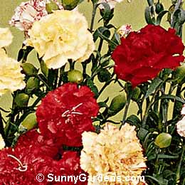 Dianthus caryophyllus, Hardy Carnation