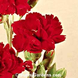 Dianthus caryophyllus, Red Carnation
