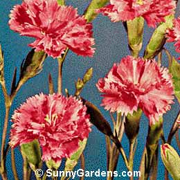 Dianthus caryophyllus, Pink Carnation