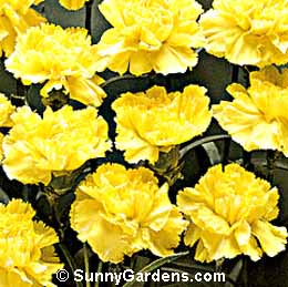 Dianthus caryophyllus, Carnation