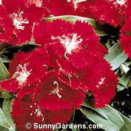 Dianthus chinensis, China Pinks, Carnation