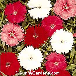 Dianthus chinensis, China Pink, Carnation