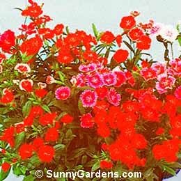 Dianthus chinensis, Chinese Pink, Rainbow Pink, Carnation