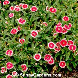 Dianthus chinensis, China Pink, Indian Pink, Rainbow Pink