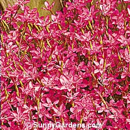 Dianthus deltoides, Maiden Pinks, Carnation