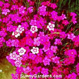 Dianthus deltoides, Maiden Pink, Carnation