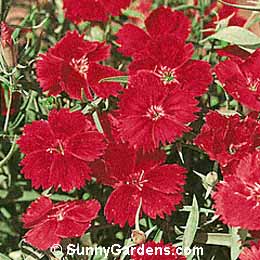 Dianthus deltoides, Maiden Pink, Carnation, Pinks