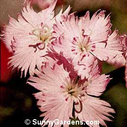 Dianthus gratianopolitanus, Cheddar Pinks, Carnation