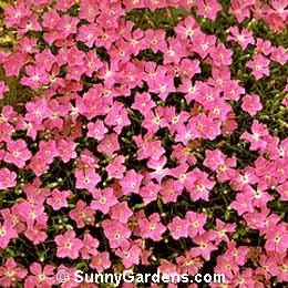Dianthus gratianopolitanus, Cheddar Pink, Dianthus caesius, Carnation