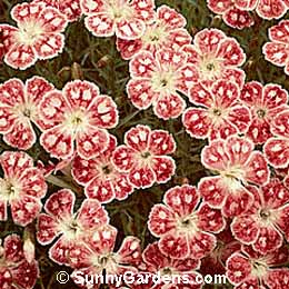 Dianthus gratianopolitanus, Cheddar Pinks, Carnation, Pinks