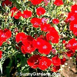 Dianthus gratianopolitanus, Carnation, Dianthus 'Tiny Rubies'