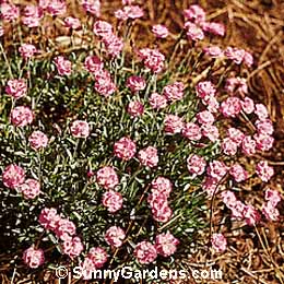 Dianthus gratianopolitanus, Cheddar Pinks, Carnation