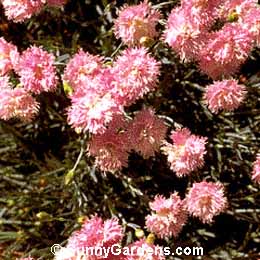Dianthus plumarius, Cottage Pink, Grass Pink