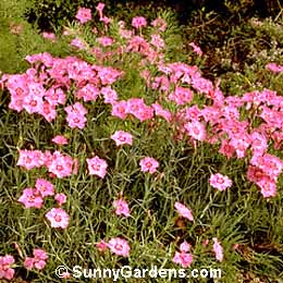 Dianthus plumarius, Cottage Pink, Grass Pink, Pink