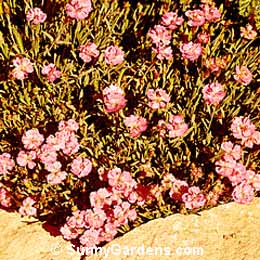 Dianthus plumarius, Cottage Pinks, Grass Pinks, Scotch Pinks