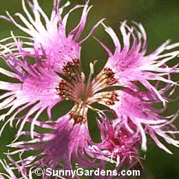 Dianthus superbus, Pink, Carnation