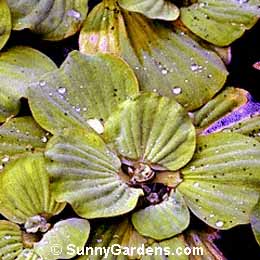 Pistia stratoites, Water Lettuce