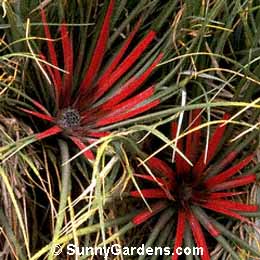 Pitcairnia ferruginea
