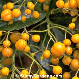 Pittosporum rhombifolium, Queensland Pittosporum, Diamond Leaf Pittosporum