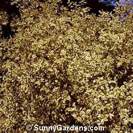 Pittosporum tenuifolium, Silver Kohuhu, Variegated Tawhiwhi