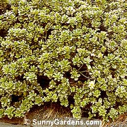 Pittosporum tobira, Japanese Pittosporum, Mock Orange