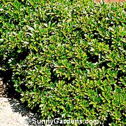 Pittosporum tobira, Tobira, Dwarf Japanese Pittosporum