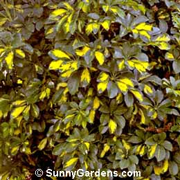 Pittosporum undulatum, Victorian Box, Orange Berry Pittosporum, Cheesewood