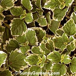 Plectranthus coleoides, Variegated Swedish Ivy
