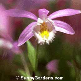 Pleione bulbocodioides, Indian Crocus