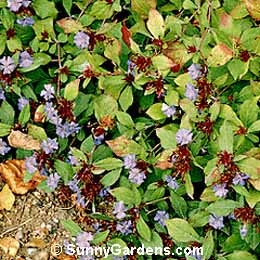 Ceratostigma plumbaginoides, Dwarf Plumbago