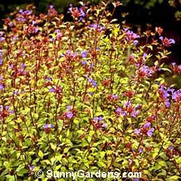 Ceratostigma willmottianum, Chinese Plumbago, Willmott Blue Leadwort