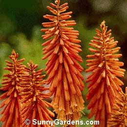 Kniphofia uvaria, Red Hot Poker, Common Torch Lily, Torch Lily, Tritoma
