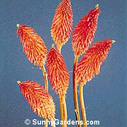 Kniphofia uvaria, Red Hot Poker, Common Torch Lily, Tritoma