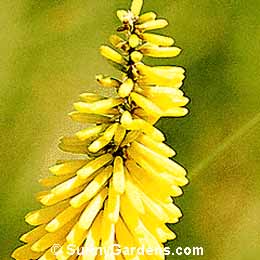 Kniphofia uvaria, Red Hot Poker, Common Torch Lily, Tritoma