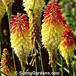 Kniphofia uvaria, Common Torch Lily, Tritoma