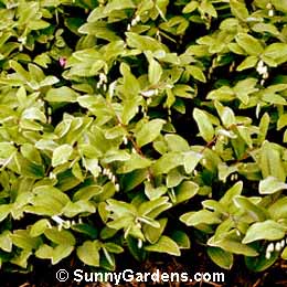 Polygonatum biflorum, Small Solomon's Seal